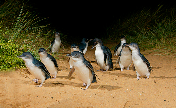 Penguins walking across sand in Australia/