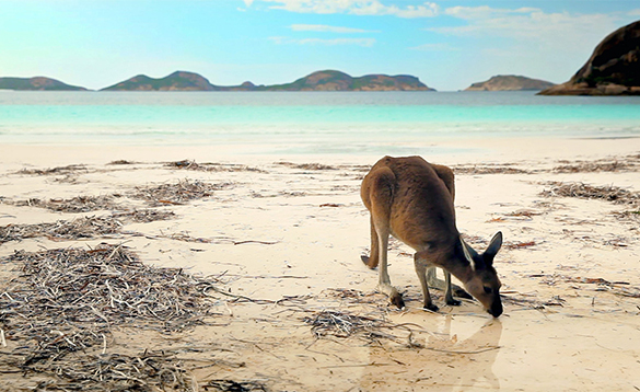 Kangaroo on a beach in Australia/