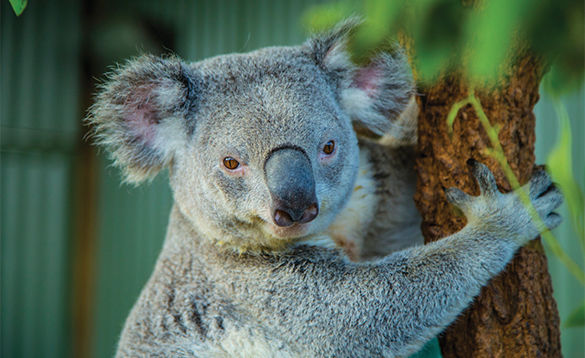 Koala bear/