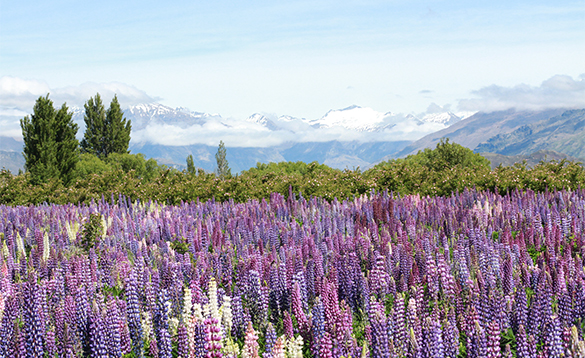 Purple flowers in front of snow capped mountains in New Zealand/