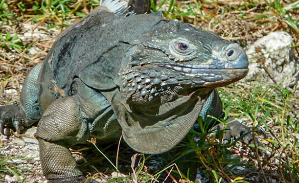 green iguana with scaly body and spines running down its tail/