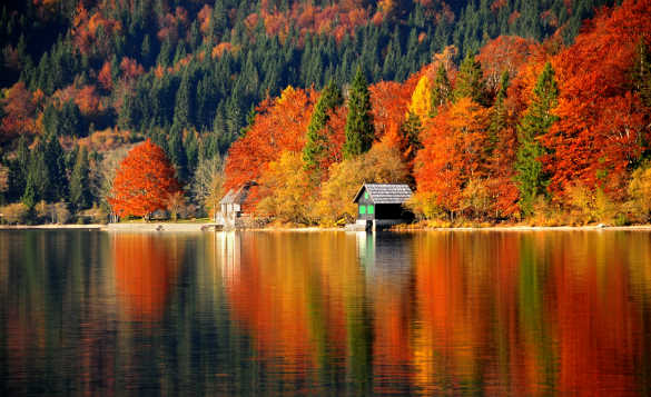 Autumnal trees reflected in Lake Bohinj in Slovenia/