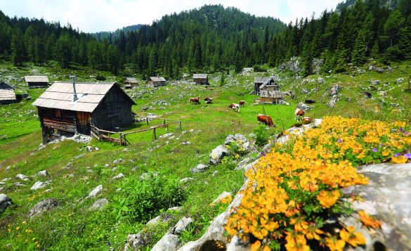 View across a mountain pasture to wooden houses and catle grazing in Slovenia/