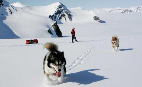 Two dogs and a skier travelling across snow with mountains in the background in Spitsbergen, Norway/