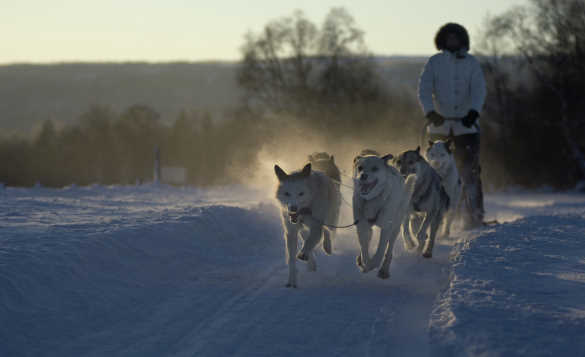 Huskies pulling a man and a sledge across snow in Norway/