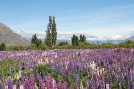 Discover New Zealand - Travelsphere