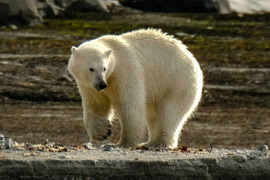 Svalbard & Arctic Explorer - Just You