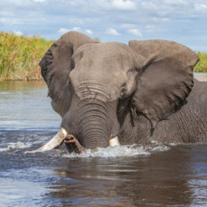 A large African elephant swims or wades through a body of water, facing forward with its large ears flared out. Green reeds line the riverbank in the background under a partly cloudy sky.