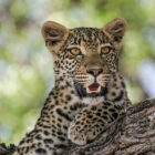 A close-up of a young leopard resting on a thick tree branch with its mouth slightly open, looking out against a soft, blurred green background.