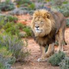 A male lion with a large, dark mane walks through a dry, scrubby landscape with low green bushes.