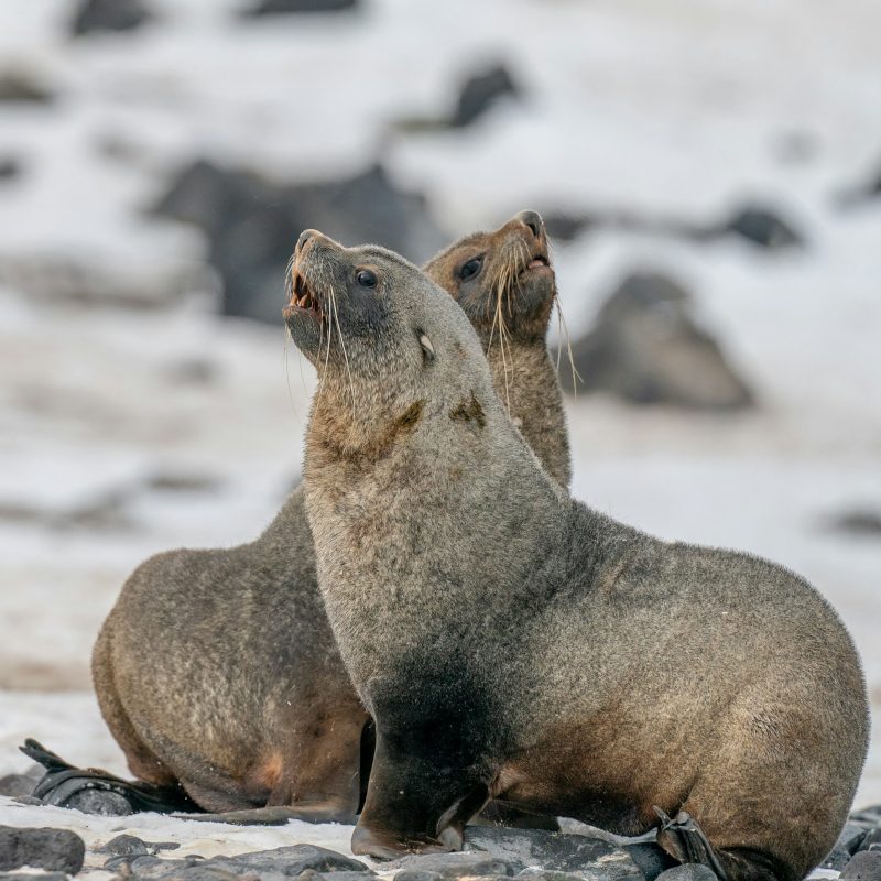 Antarctica-seals Two fur seals resting together against a snowy, rocky background
