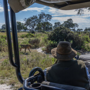 View from the back of a safari vehicle looking out at lions in a grassy field.