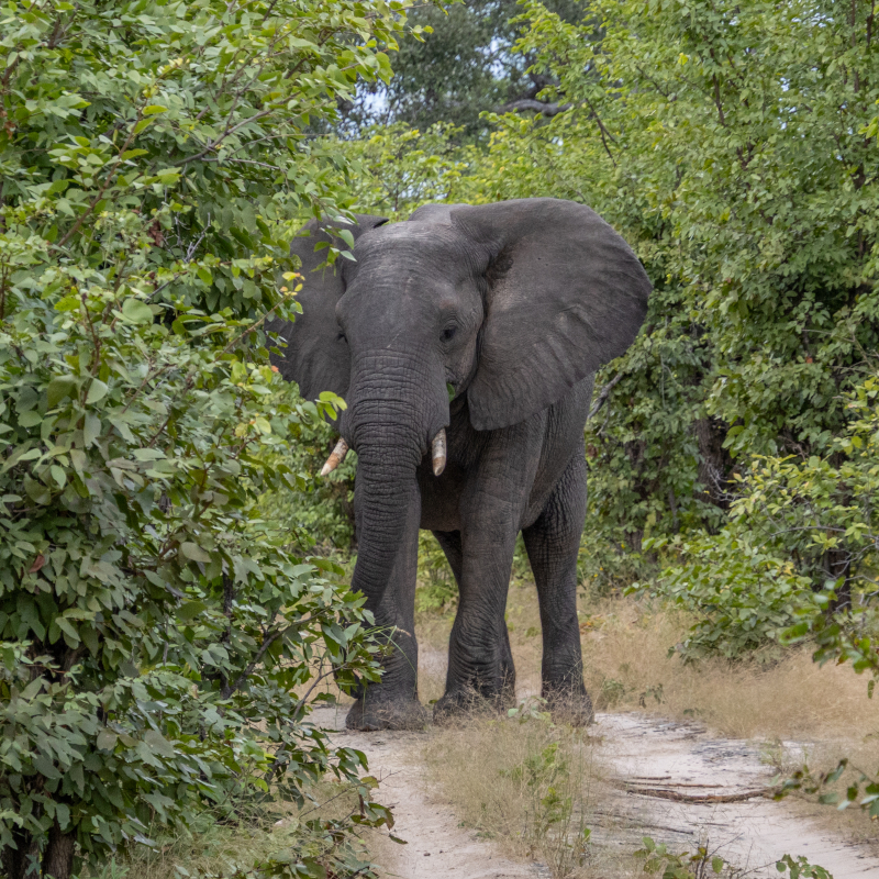 A large African elephant walking down a dirt path surrounded by dense green bushes.