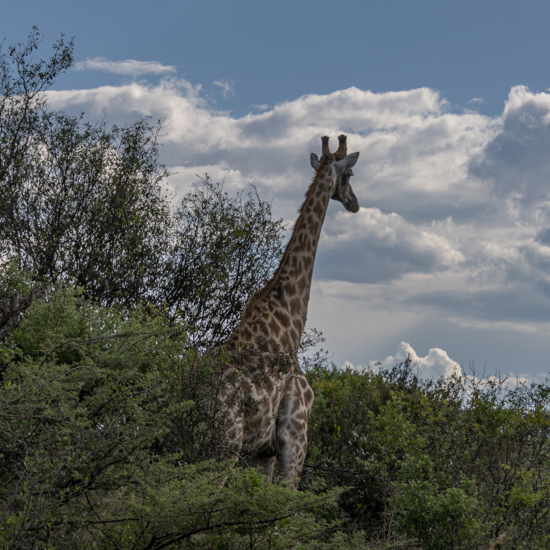 A giraffe standing among green trees, seen from behind against a cloudy blue sky.