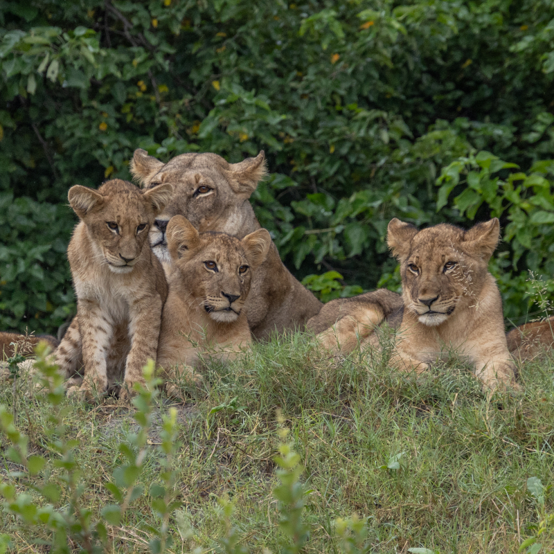 A lioness resting in the grass with three young cubs looking toward the camera.