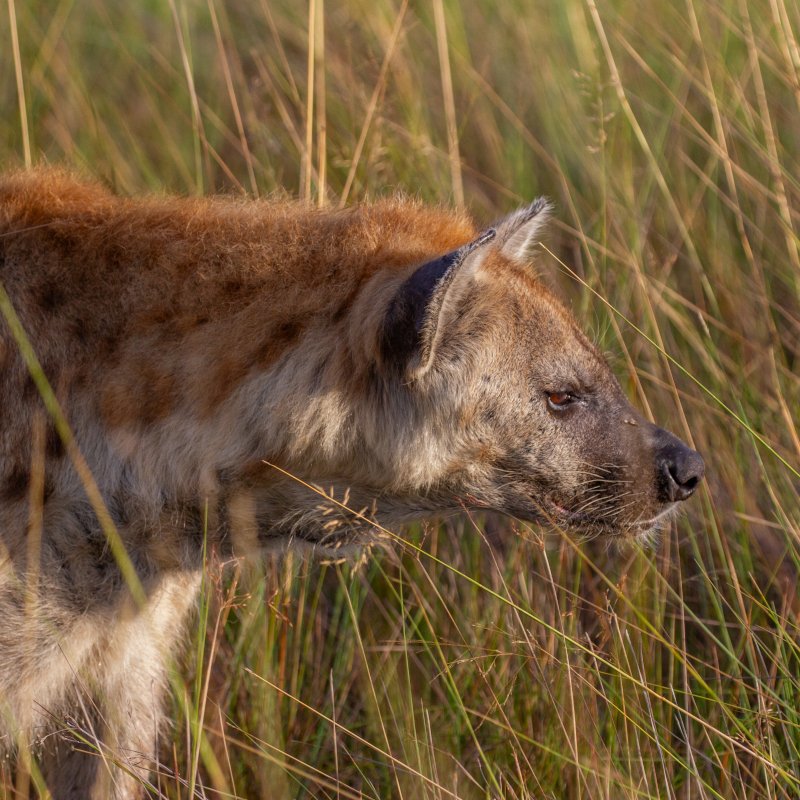 A close-up profile of a spotted hyena moving through tall, golden grass.