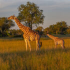 An adult giraffe and a young calf standing together in a grassy savanna during sunset golden hour.