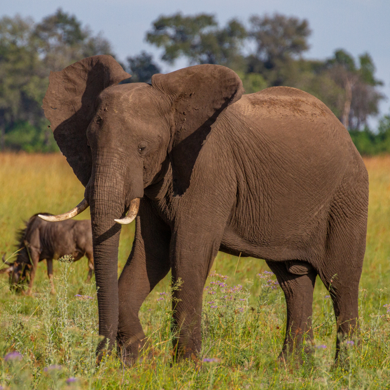 An African elephant standing in a grassy savanna field with a wildebeest grazing in the background.