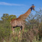 An adult giraffe standing in dense green brush and eating leaves from a thorny acacia tree against a bright blue sky.