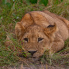 A young lion cub resting its chin on the ground while lying down in long green grass.