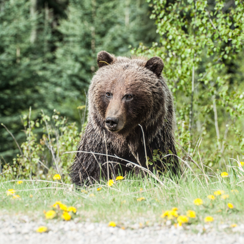 A close-up of a grizzly bear sitting in green grass with small yellow wildflowers, with a blurry forest background.