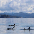 Several orca dorsal fins breaking the surface of calm ocean water with foggy mountains in the distance.