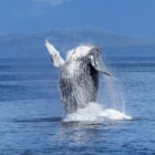 A large humpback whale breaching out of blue ocean water with a massive splash against a forested coastline.