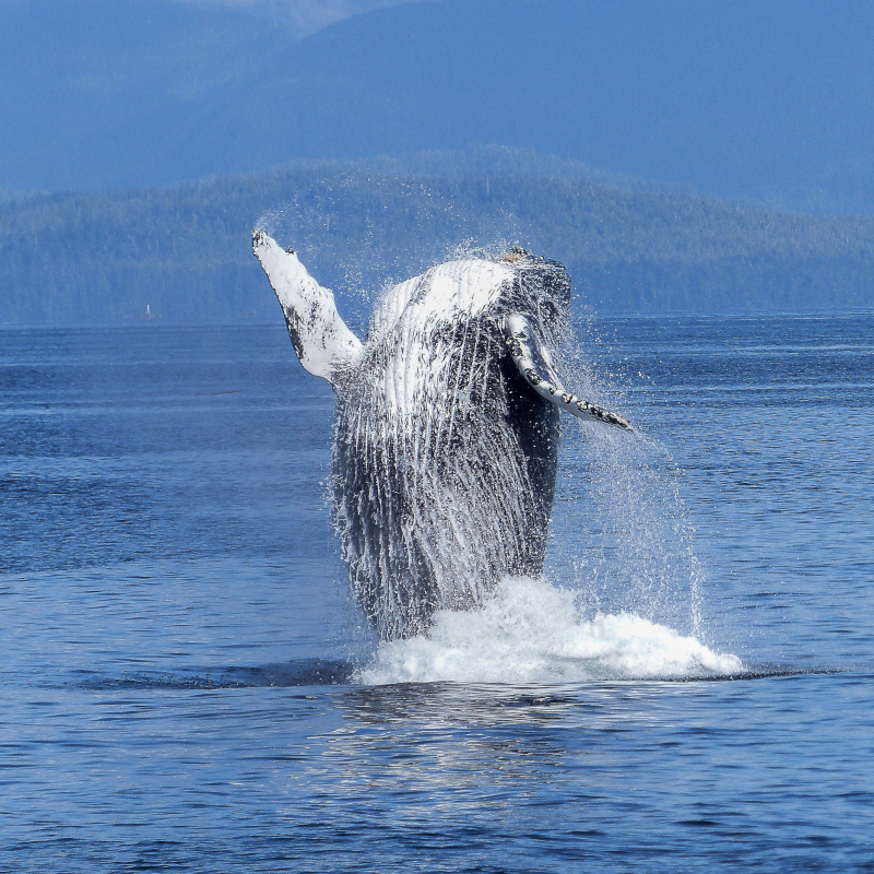 A large humpback whale breaching out of blue ocean water with a massive splash against a forested coastline.