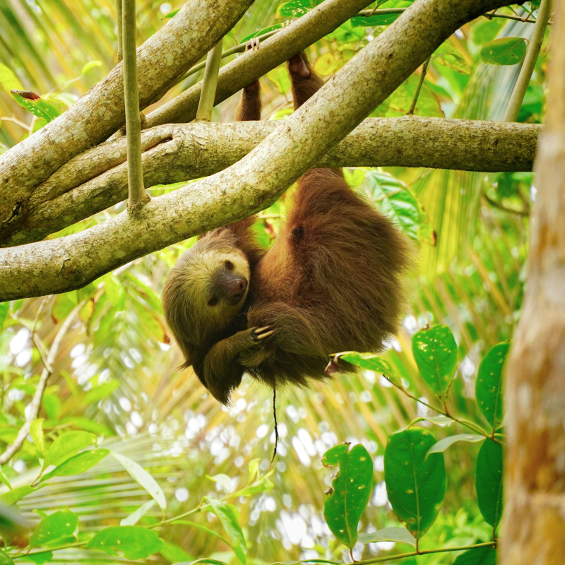 Costa-Rica-Sloth A two-toed sloth hanging upside down from tree branches in a lush tropical canopy.