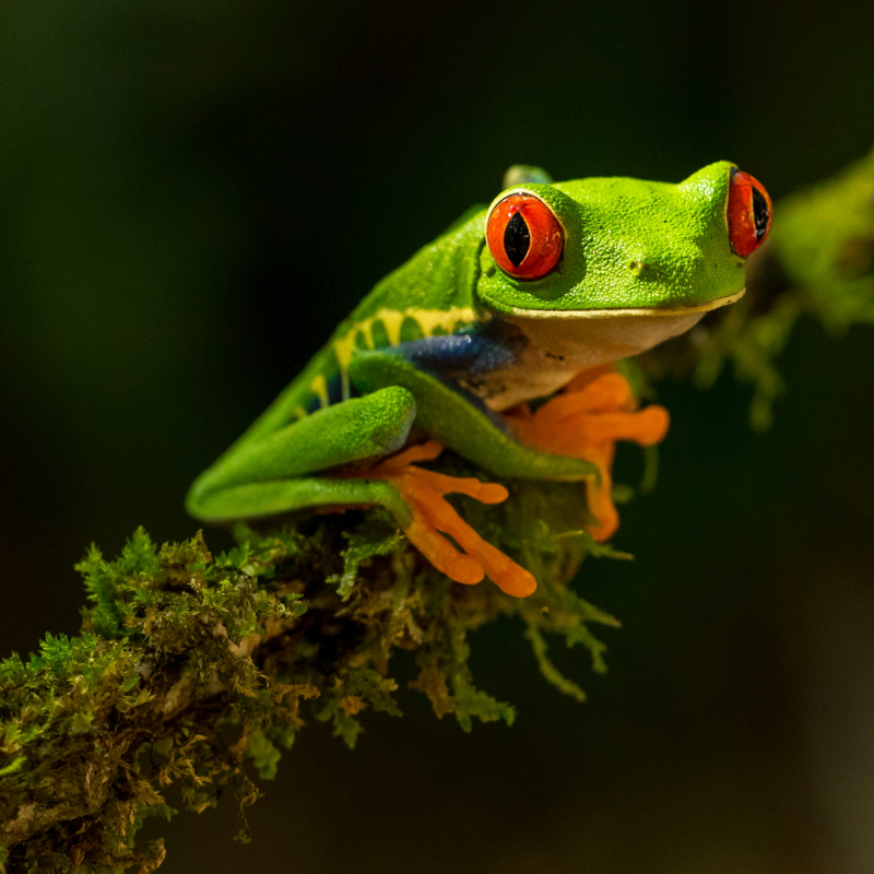 Costa-Rica-frog A bright green red-eyed tree frog perched on a moss-covered branch against a dark background.