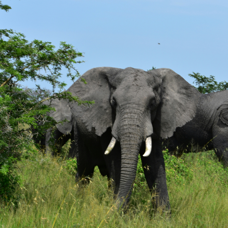 A large African elephant walking through tall green grass with trees in the background.