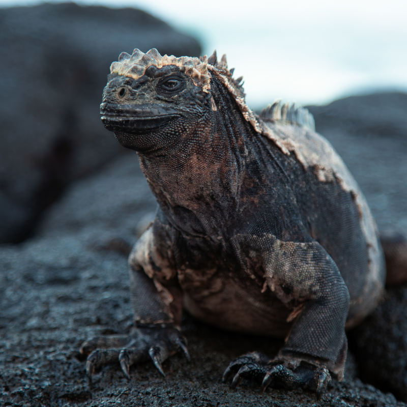 Galapagos-marine-iguana Close-up of a dark grey marine iguana with a textured, scaly head resting on volcanic rock.