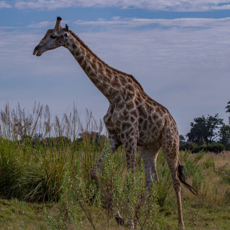 A full-body view of a giraffe walking through tall savanna grass under a cloudy sky.