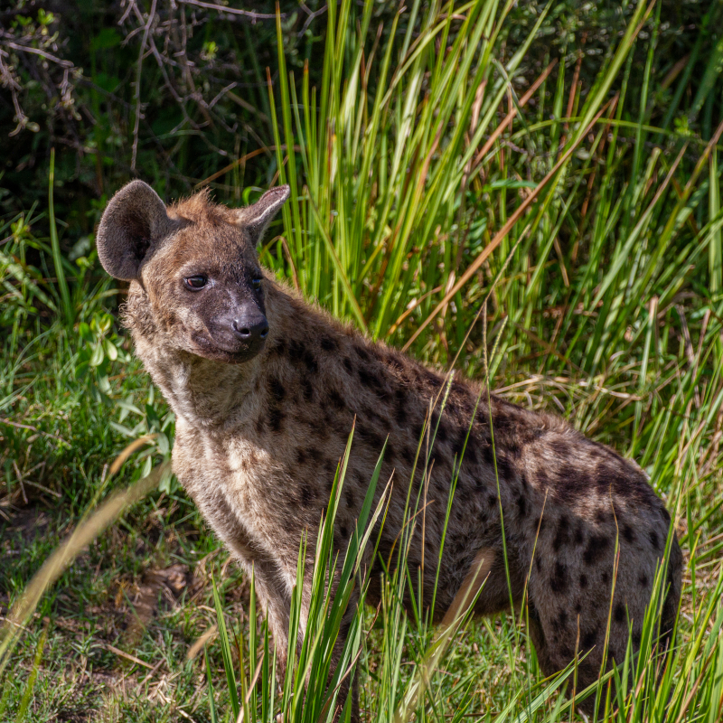 Hyena A spotted hyena standing in dense, tall green grass, looking back over its shoulder.
