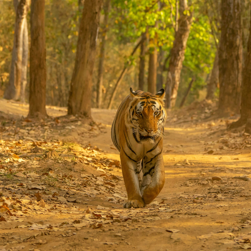 India-tiger A Bengal tiger walking forward down a dusty, sunlit dirt path through a forest of trees