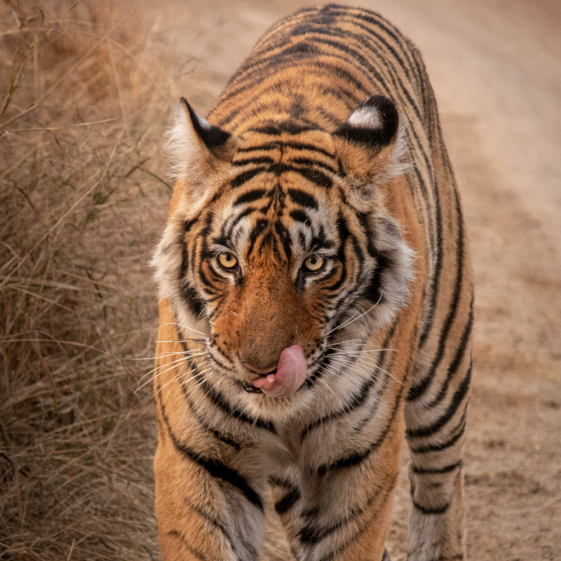 Close-up view of a Bengal tiger walking forward along a dirt path, licking its snout.
