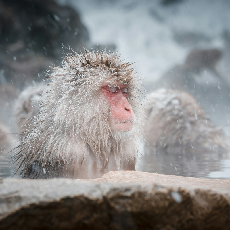 Japanese-macaque Close-up of a Japanese macaque snow monkey sitting peacefully in a hot spring while snow falls around it.
