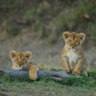 Two young lion cubs sitting close together on grassy ground behind a fallen log, looking directly ahead