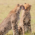 Two cheetahs sitting together in a grassy field, with one affectionately licking the face of the other