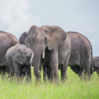 A family herd of African elephants, including a small calf, standing close together in a tall green grassy field