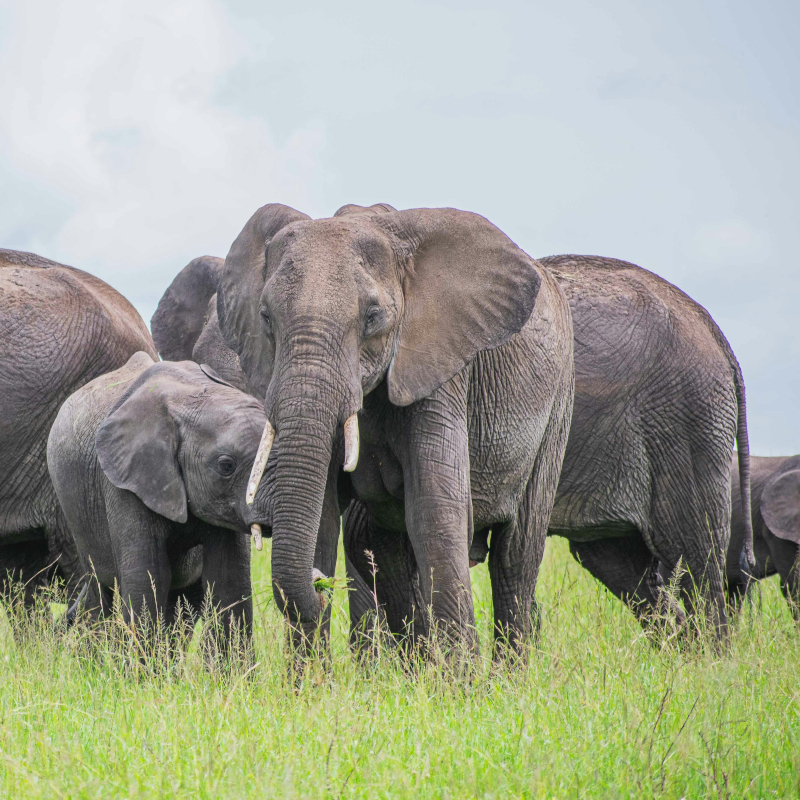 A family herd of African elephants, including a small calf, standing close together in a tall green grassy field