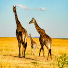 Three giraffes—two adults and a smaller calf—walking away across a golden savanna under a bright blue sky