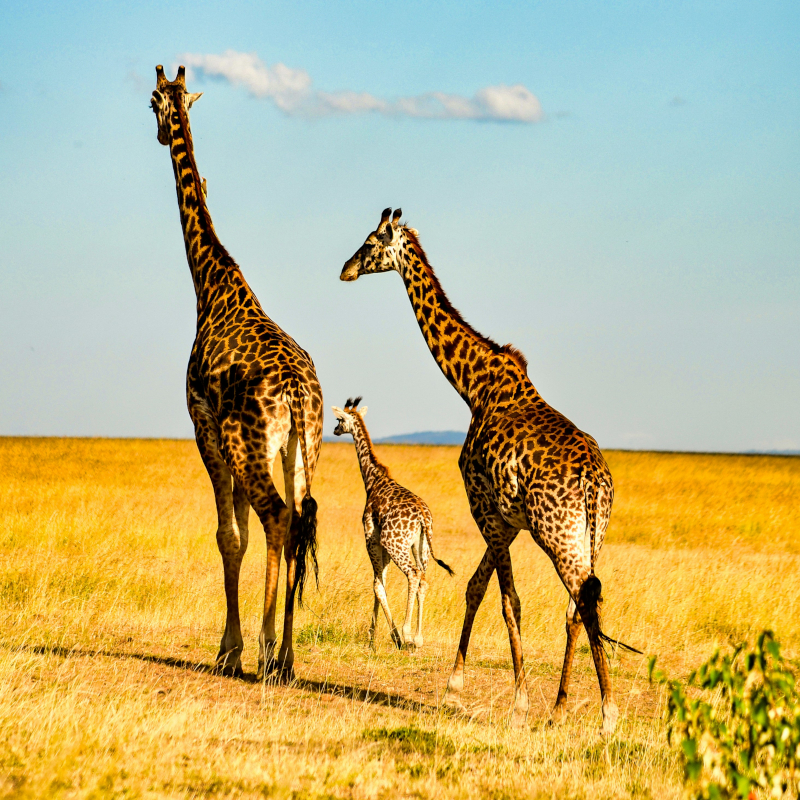 Three giraffes—two adults and a smaller calf—walking away across a golden savanna under a bright blue sky
