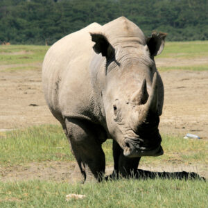 A wide-angle, front-facing view of a white rhinoceros standing on a sparse, grassy plain