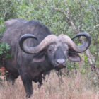 A large African buffalo with prominent curved horns peering out from green bushes and dry grass
