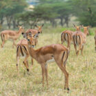 A herd of impalas grazing in a grassy field, with one looking back directly at the camera."