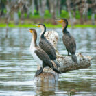 Three cormorants perched on a partially submerged log in calm water with a green forest line in the background
