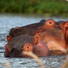 Close-up of two hippopotamuses wading in water, with only their heads visible above the surface