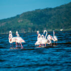 A flock of pink flamingos wading in bright blue lake water with a large green hill in the distance