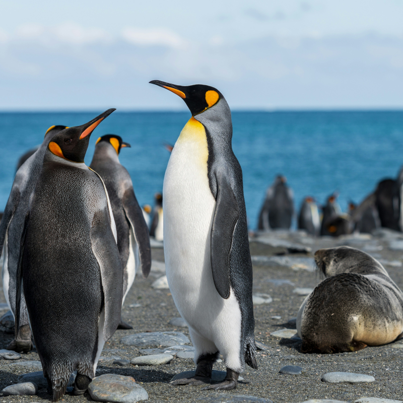King-penguins-Antartica Two king penguins standing on a pebble beach, with a fur seal resting on the right and a colony in the background.